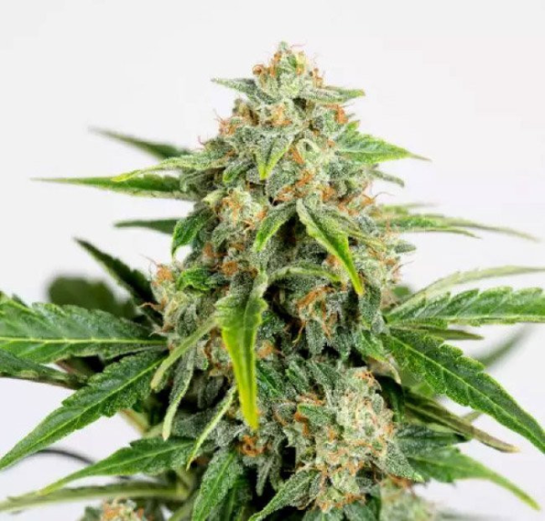 Amnesia CBD Pure Auto - HUMBOLDT SEED ORGANIZATION | TanieSianie.pl