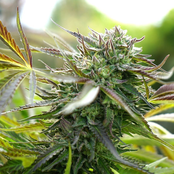 Pineapple Chem Auto - HUMBOLDT SEED ORGANIZATION | TanieSianie.pl