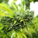 Mango OG Auto - HUMBOLDT SEED ORGANIZATION | TanieSianie.pl