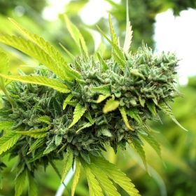 Mango OG Auto - HUMBOLDT SEED ORGANIZATION | TanieSianie.pl
