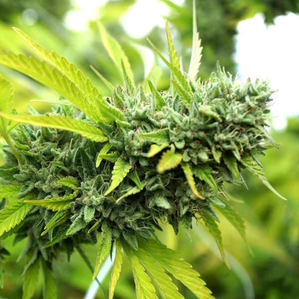 Mango OG Auto - HUMBOLDT SEED ORGANIZATION | TanieSianie.pl