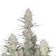 Tropicana Cookies Auto - FASTBUDS | TanieSianie.pl