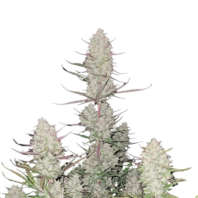 Tropicana Cookies Auto - FASTBUDS | TanieSianie.pl