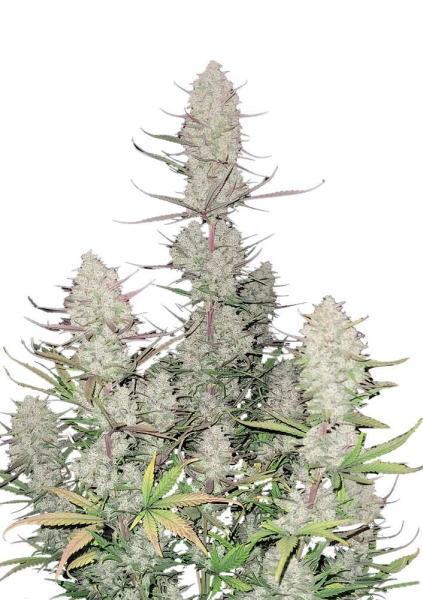 Tropicana Cookies Auto - FASTBUDS | TanieSianie.pl