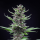 Tropicana Cookies Auto - FASTBUDS | TanieSianie.pl