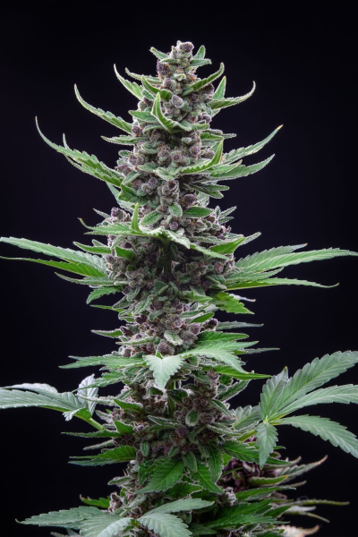 Tropicana Cookies Auto - FASTBUDS | TanieSianie.pl