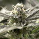 OGKZ Auto - HUMBOLDT SEED ORGANIZATION | TanieSianie.pl