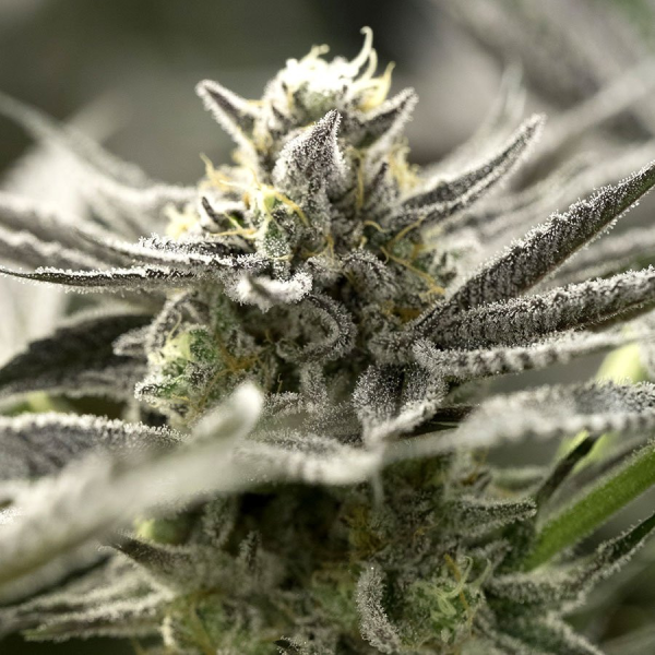 OGKZ Auto - HUMBOLDT SEED ORGANIZATION | TanieSianie.pl