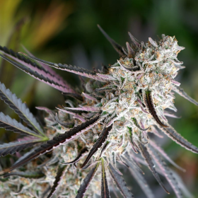 Peanut Butter Breath Fast - HUMBOLDT SEED ORGANIZATION | TanieSianie.pl