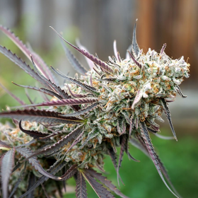 Ice Cream Cake Fast - HUMBOLDT SEED ORGANIZATION | TanieSianie.pl