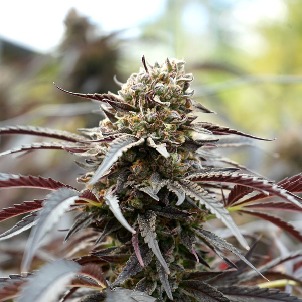 White Runtz Fast - HUMBOLDT SEED ORGANIZATION | TanieSianie.pl