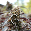 White Runtz Fast - HUMBOLDT SEED ORGANIZATION