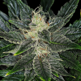 Gorilla King Auto - KANNABIA SEED | TanieSianie.pl