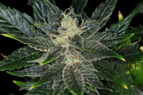 Gorilla King Auto - KANNABIA SEED | TanieSianie.pl