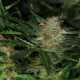 Dream Sherbet Auto - KANNABIA SEED | TanieSianie.pl