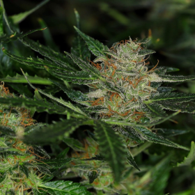 Dream Sherbet Auto - KANNABIA SEED | TanieSianie.pl