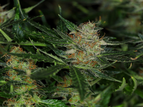 Dream Sherbet Auto - KANNABIA SEED | TanieSianie.pl