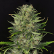 DoSiDos Auto - KANNABIA SEED | TanieSianie.pl
