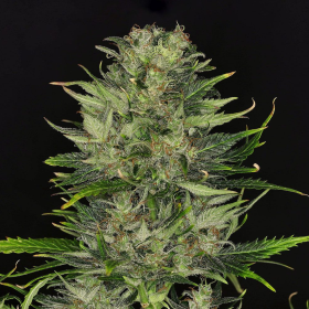 DoSiDos Auto - KANNABIA SEED | TanieSianie.pl