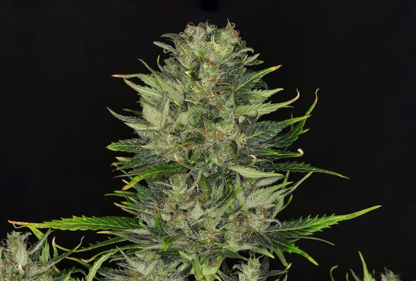 DoSiDos Auto - KANNABIA SEED | TanieSianie.pl