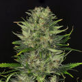 DoSiDos Auto - KANNABIA SEED