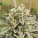 Break-Up Cake Auto - KANNABIA SEED | TanieSianie.pl