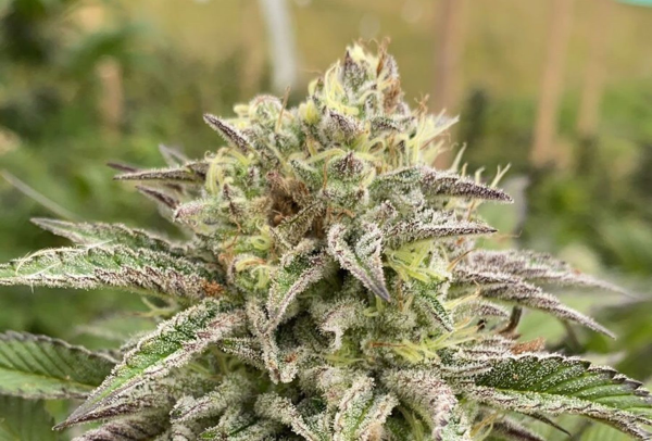Break-Up Cake Auto - KANNABIA SEED | TanieSianie.pl