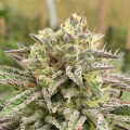 Break-Up Cake Auto - KANNABIA SEED