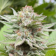 Strawberry Haze Auto - KANNABIA SEED | TanieSianie.pl