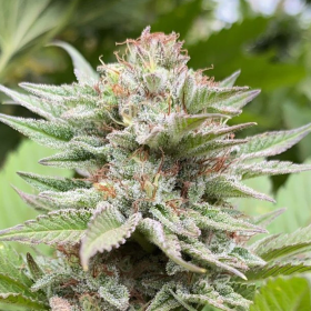 Strawberry Haze Auto - KANNABIA SEED | TanieSianie.pl