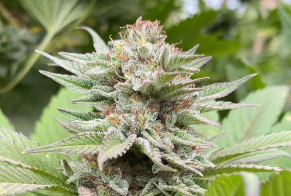 Strawberry Haze Auto - KANNABIA SEED | TanieSianie.pl