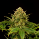 Monkey Grease - KANNABIA SEED | TanieSianie.pl