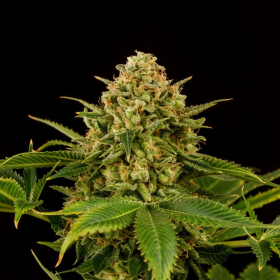 Monkey Grease - KANNABIA SEED | TanieSianie.pl