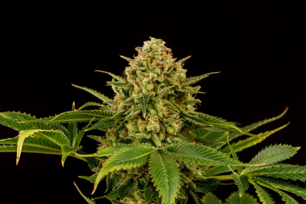 Monkey Grease - KANNABIA SEED | TanieSianie.pl