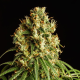 Mimosa Dream - KANNABIA SEED | TanieSianie.pl