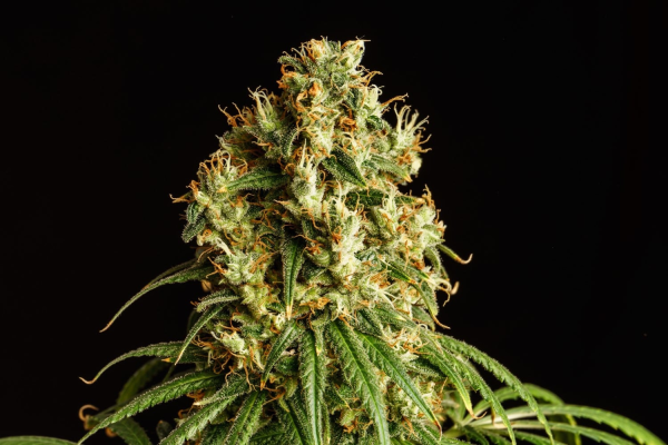 Mimosa Dream - KANNABIA SEED | TanieSianie.pl