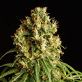 Mimosa Dream - KANNABIA SEED