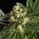 Dream Sherbet - KANNABIA SEED | TanieSianie.pl