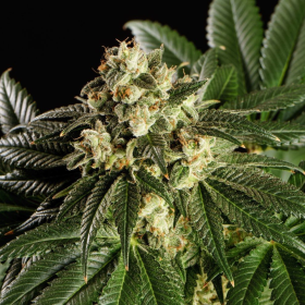 Dream Sherbet - KANNABIA SEED | TanieSianie.pl