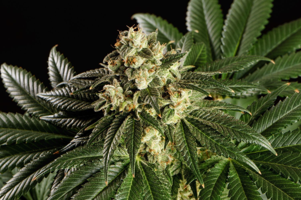Dream Sherbet - KANNABIA SEED | TanieSianie.pl
