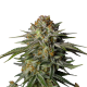 GG4 Sherbet FAST - FASTBUDS | TanieSianie.pl