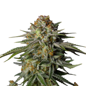GG4 Sherbet FAST - FASTBUDS | TanieSianie.pl