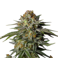 GG4 Sherbet FAST - FASTBUDS