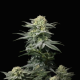 GG4 Sherbet FAST - FASTBUDS | TanieSianie.pl