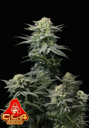 GG4 Sherbet FAST - FASTBUDS | TanieSianie.pl