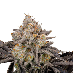 Gorilla Cookies FAST - FASTBUDS | TanieSianie.pl