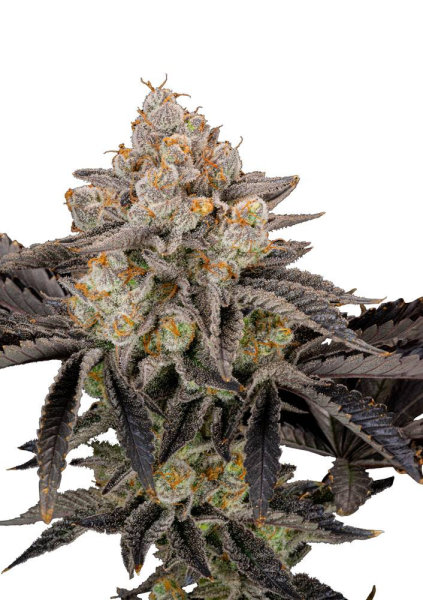 Gorilla Cookies FAST - FASTBUDS | TanieSianie.pl