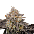 Gorilla Cookies FAST - FASTBUDS