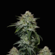 Gorilla Cookies FAST - FASTBUDS | TanieSianie.pl