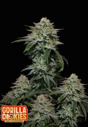 Gorilla Cookies FAST - FASTBUDS | TanieSianie.pl